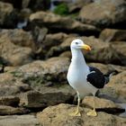 Larus dominicanus