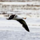 Larus dominicanus im Flug