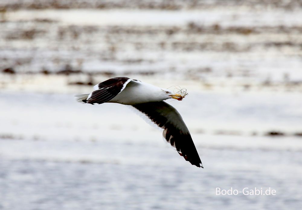 Larus dominicanus im Flug