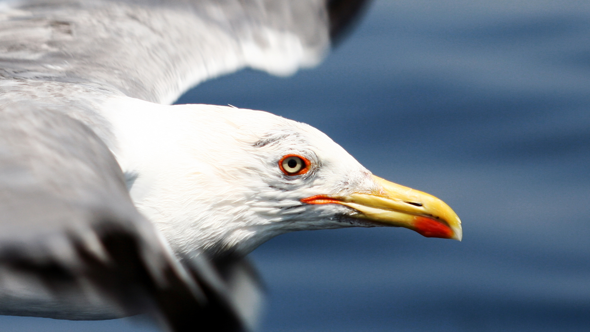 Larus michahellis