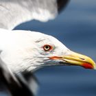 Larus michahellis