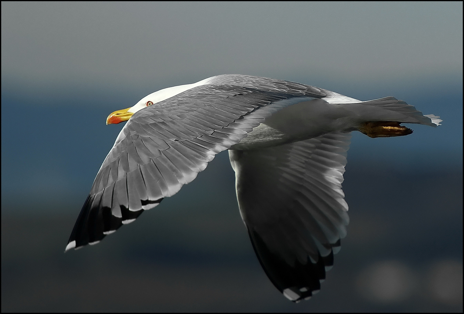 Larus Michahellis Mittelmeermöwe