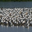 Larus pipixcan