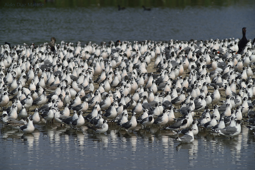 Larus pipixcan