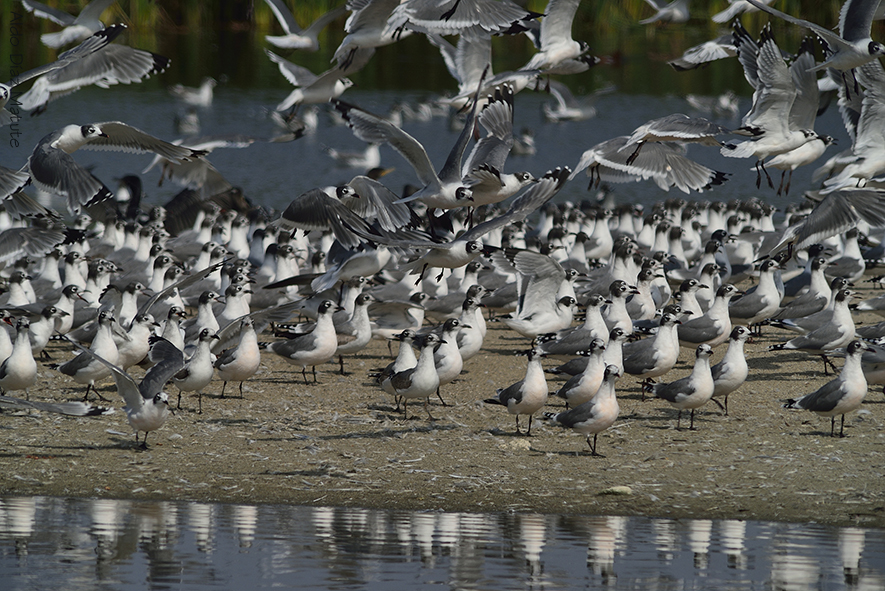 Larus pipixcan