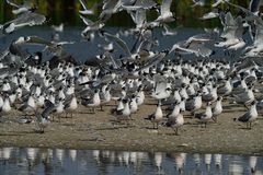 Larus pipixcan