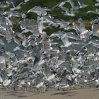 Larus pipixcan en vuelo