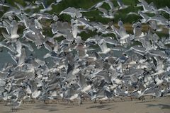 Larus pipixcan en vuelo