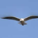 Larus ridibundus