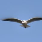 Larus ridibundus