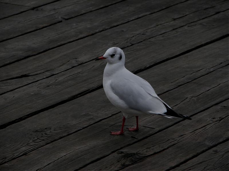 larus ridibundus...