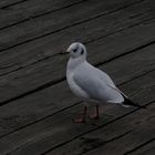 larus ridibundus...