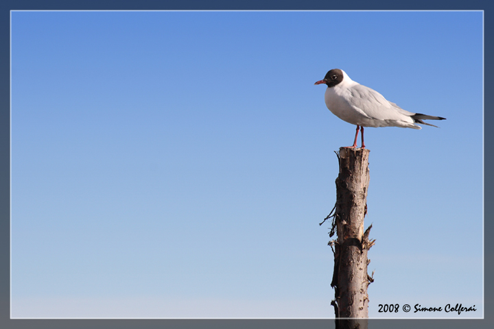 Larus ridibundus