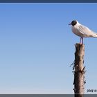 Larus ridibundus