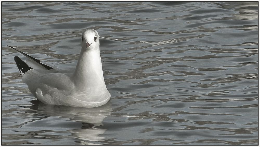 Larus ridibundus