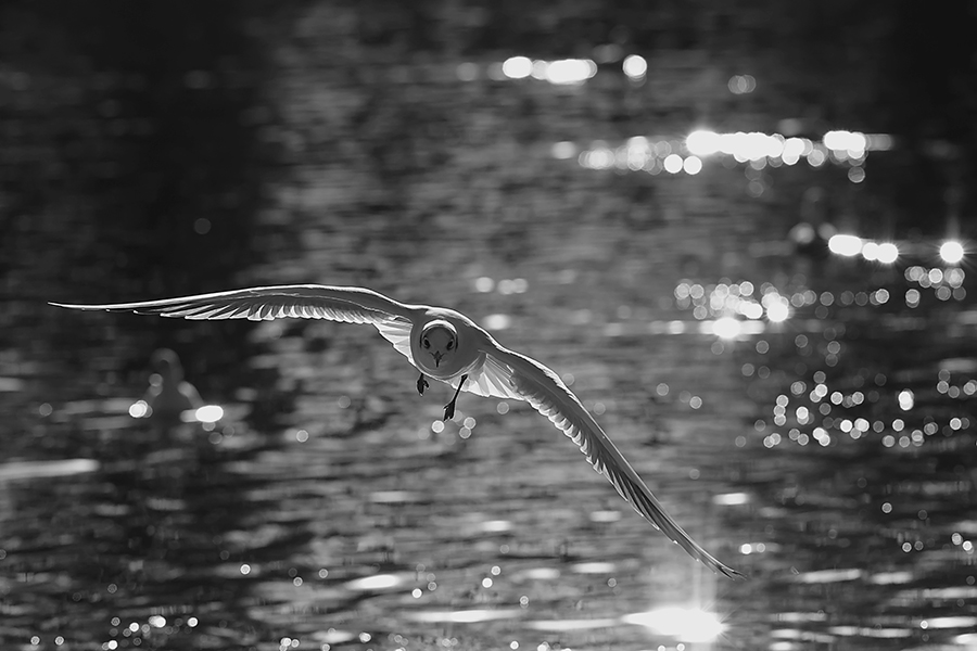 Larus ridibundus