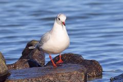 Larus ridibundus