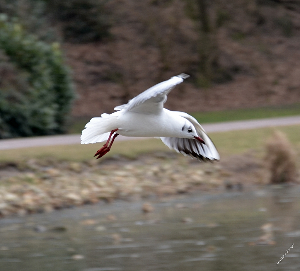 Larus ridibundus