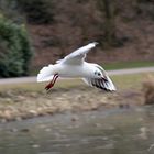 Larus ridibundus