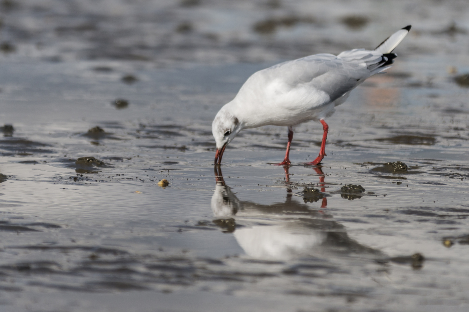 Larus ridibundus