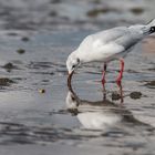 Larus ridibundus