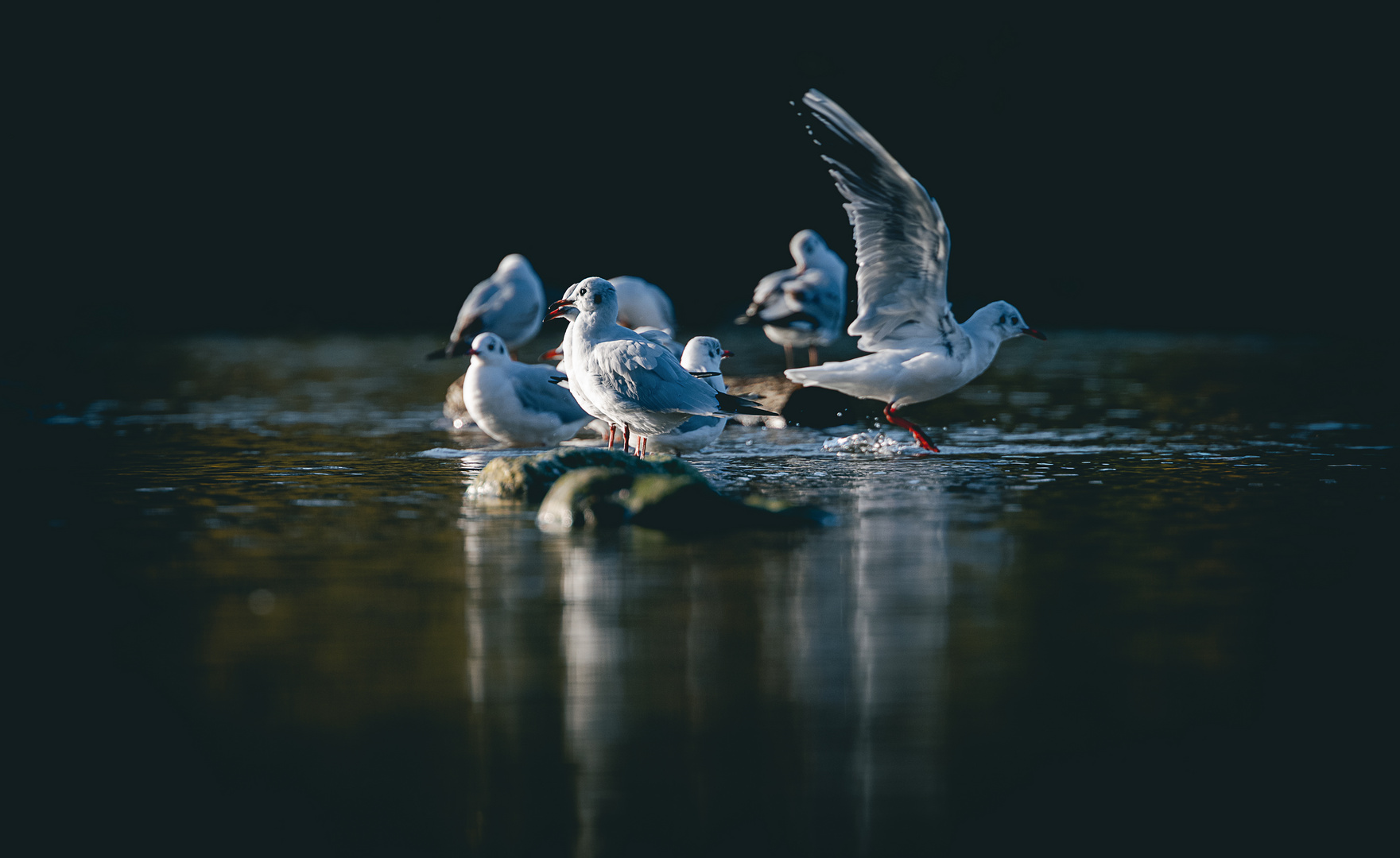 Larus ridibundus