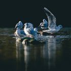 Larus ridibundus