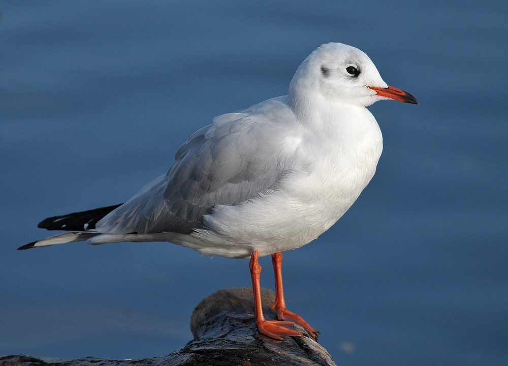 Larus ridibundus: Da lacht der Lateiner