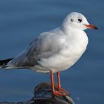 Larus ridibundus: Da lacht der Lateiner