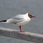 Larus ridibundus