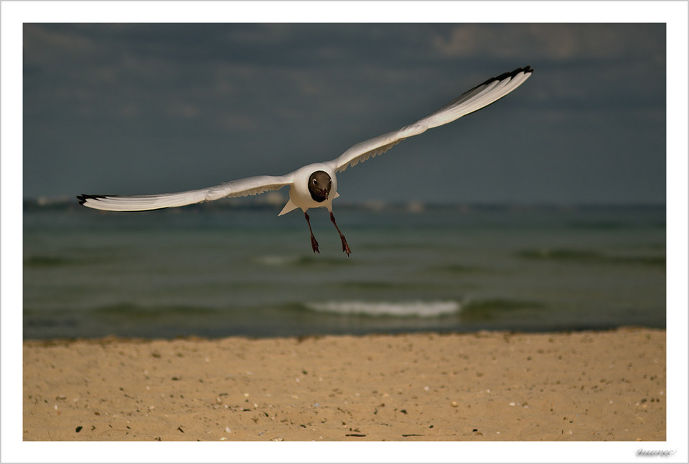 Larus ridibundus