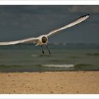 Larus ridibundus