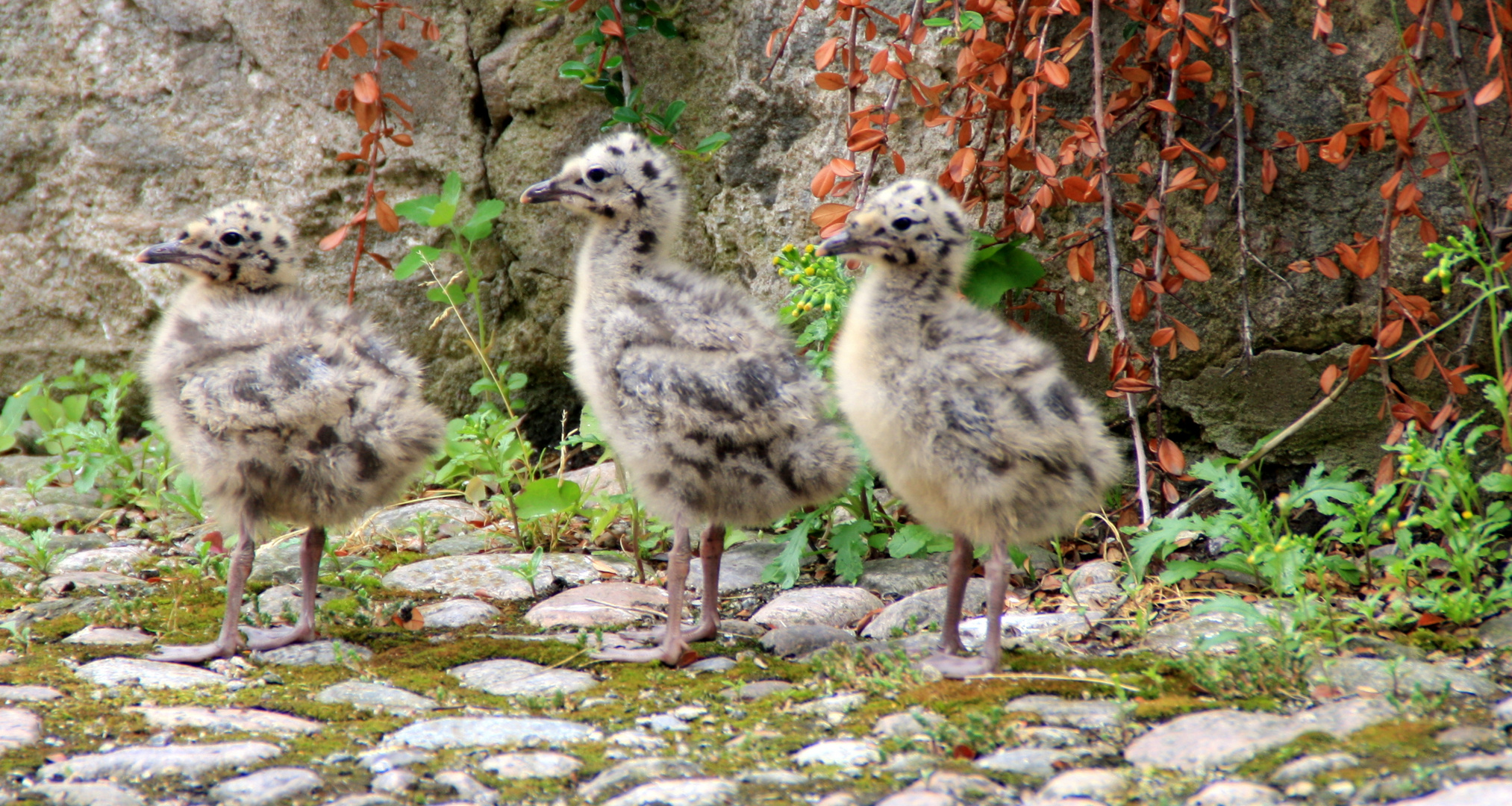 Larus Ridibundus