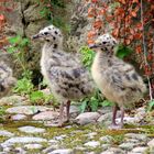 Larus Ridibundus