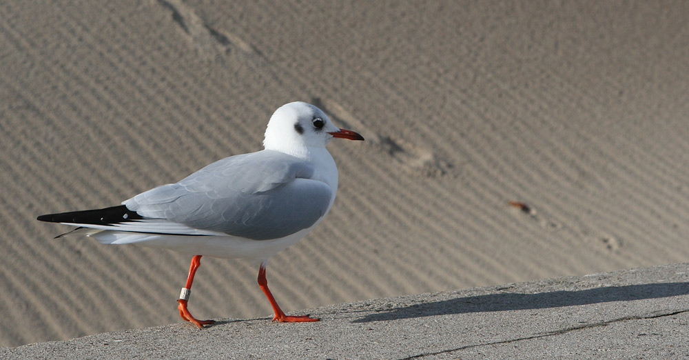 Larus ridibundus (Lachmöwe)