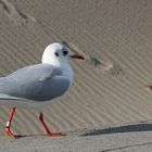 Larus ridibundus (Lachmöwe)