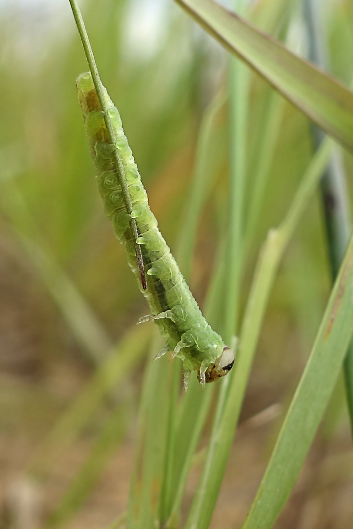 larva