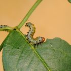 larva di Hymenoptera su foglia di rosa