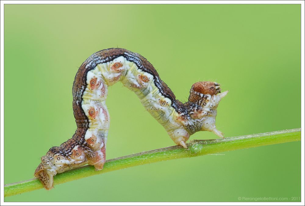 Larva di Larentia sp