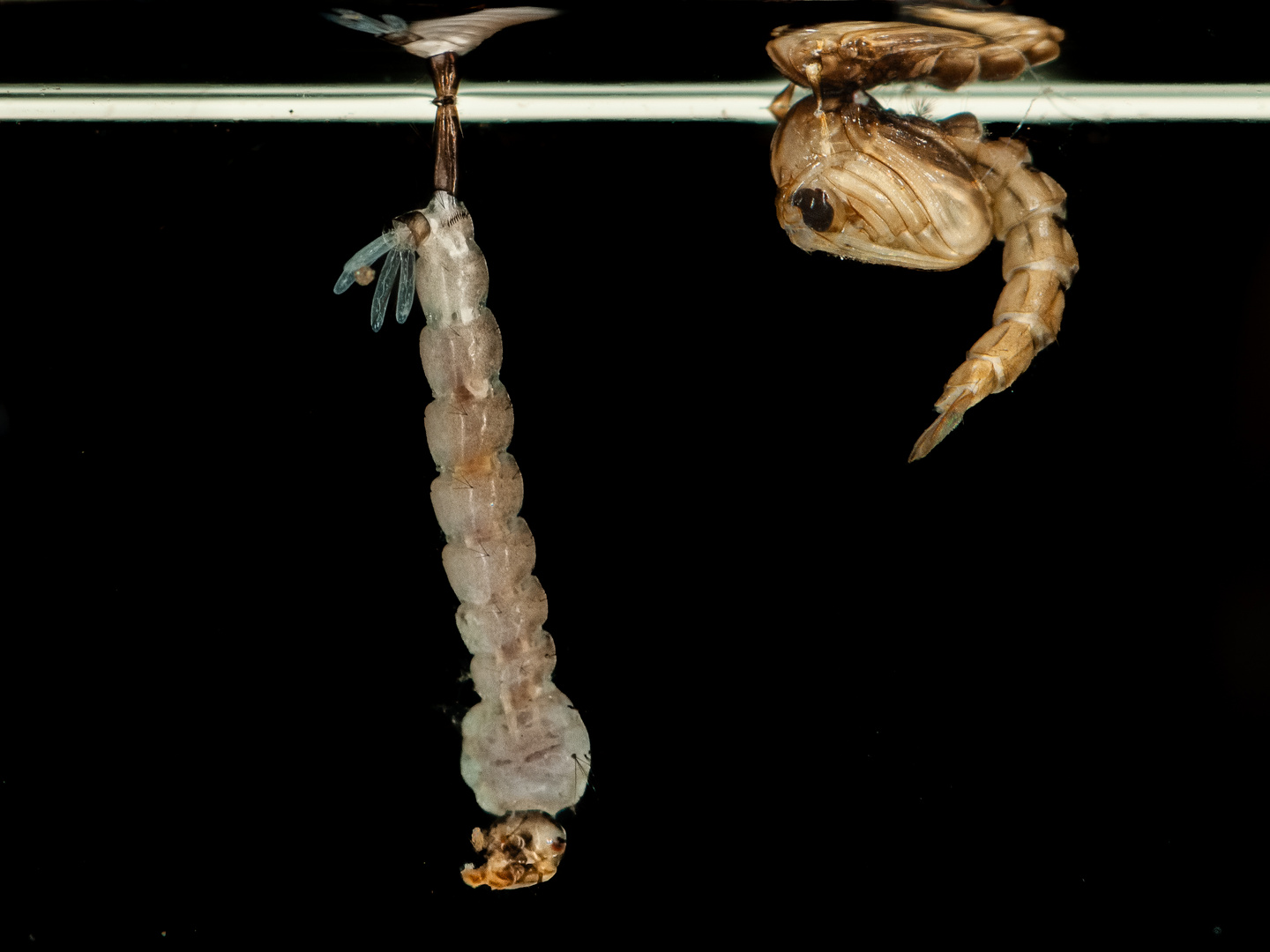 larva e pupa di Aedes albopictus (zanzara tigre)