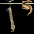 larva e pupa di Aedes albopictus (zanzara tigre)