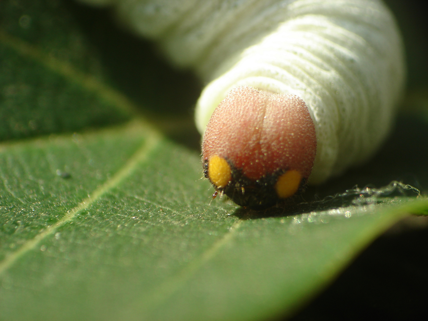 larva lepidopteræ