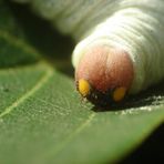 larva lepidopteræ