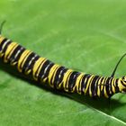 Larva (Oruga) Mariposa Monarca