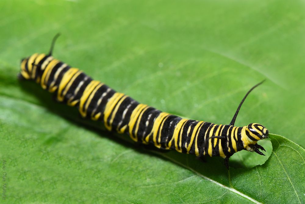 Larva (Oruga) Mariposa Monarca