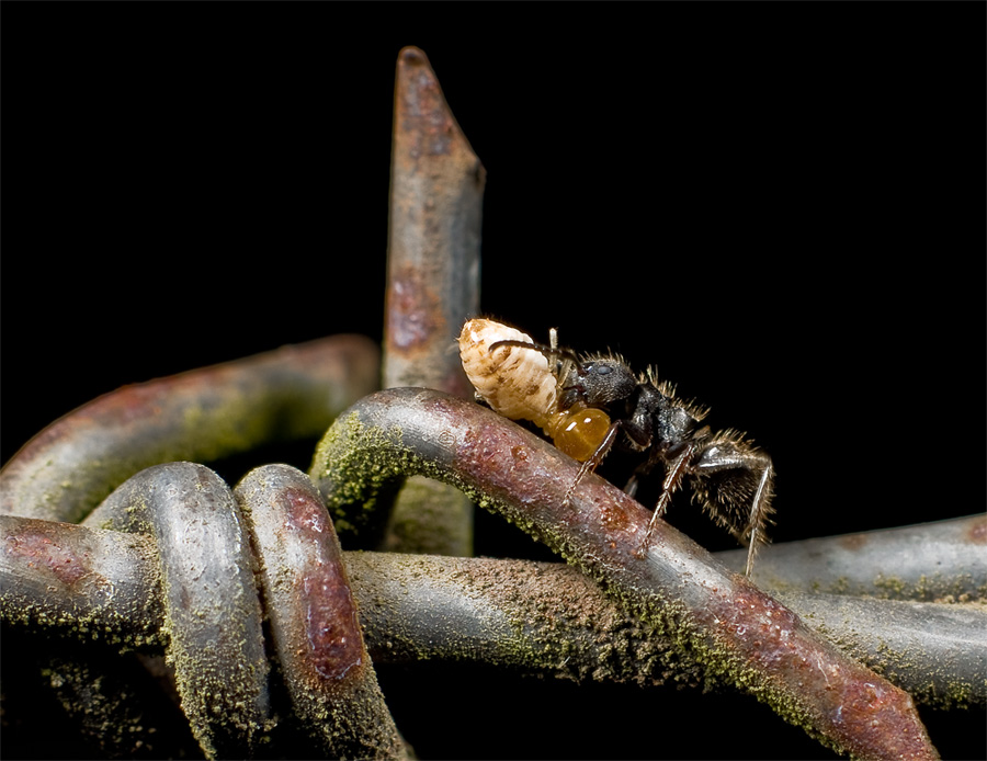 Larva secuestrada