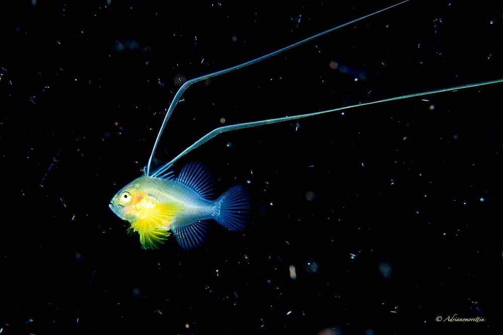 Larval barret soapfish (Diploprion bifasciatum) 