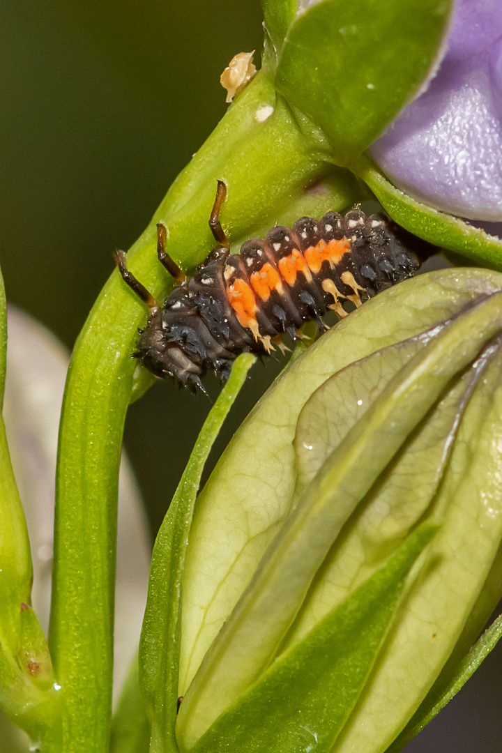 Larve asiatischer Marienkäfer_02