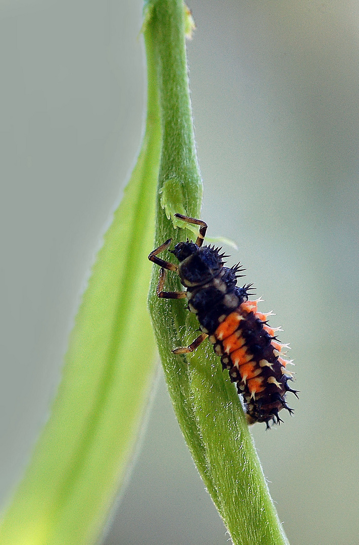 Larve de coccinelle