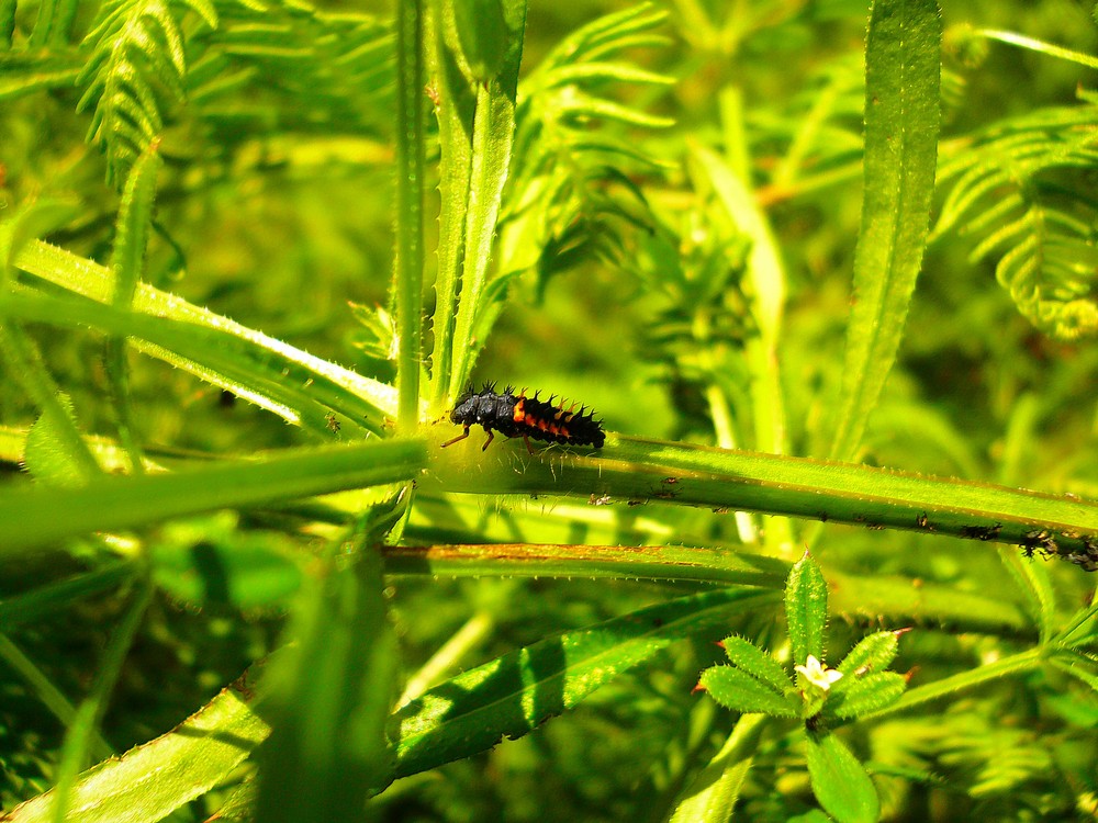 Larve de coccinelle